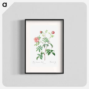アートポスター-Rosa Cinnamomea
 - クリーブランド美術館 Poster.