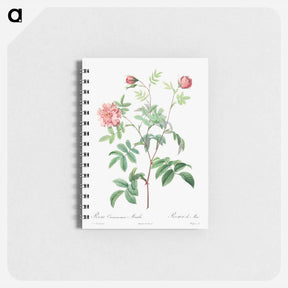 アートメモ帳-Rosa Cinnamomea
 - クリーブランド美術館 Memo.