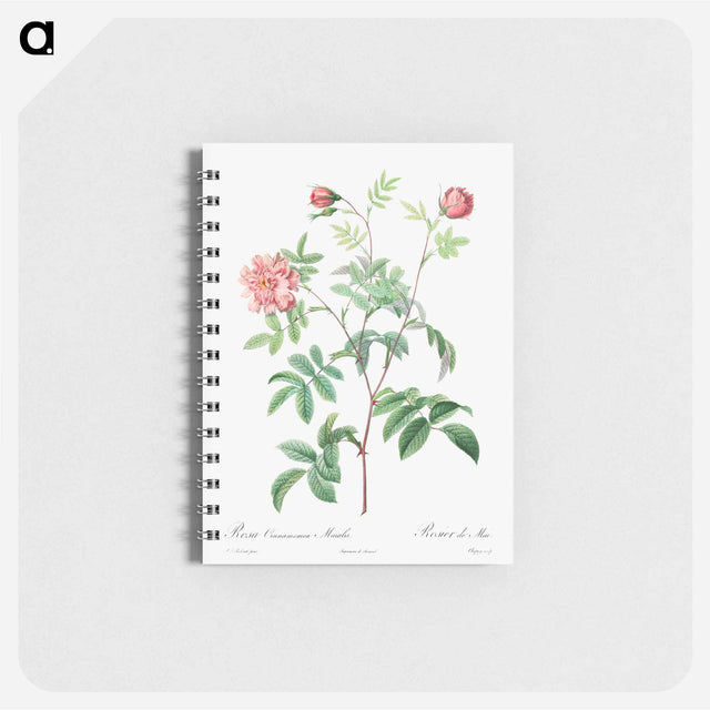 アートメモ帳-Rosa Cinnamomea
 - クリーブランド美術館 Memo.