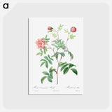 アートポストカード-Rosa Cinnamomea
 - クリーブランド美術館 Postcard.