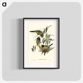 アートポスター-Warty-faced Honey-eater
 - ジョン グールド Poster.