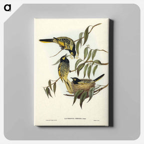 アートパネル-Warty-faced Honey-eater
 - ジョン グールド Canvas.