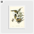 アートポストカード-Warty-faced Honey-eater
 - ジョン グールド Postcard.