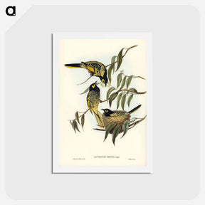アートポストカード-Warty-faced Honey-eater
 - ジョン グールド Postcard.