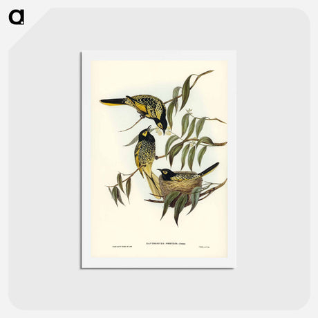 アートポストカード-Warty-faced Honey-eater
 - ジョン グールド Postcard.