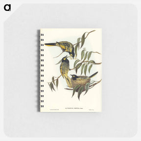 アートメモ帳-Warty-faced Honey-eater
 - ジョン グールド Memo.