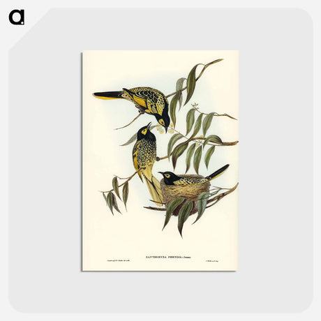 アートポストカード-Warty-faced Honey-eater
 - ジョン グールド Postcard.