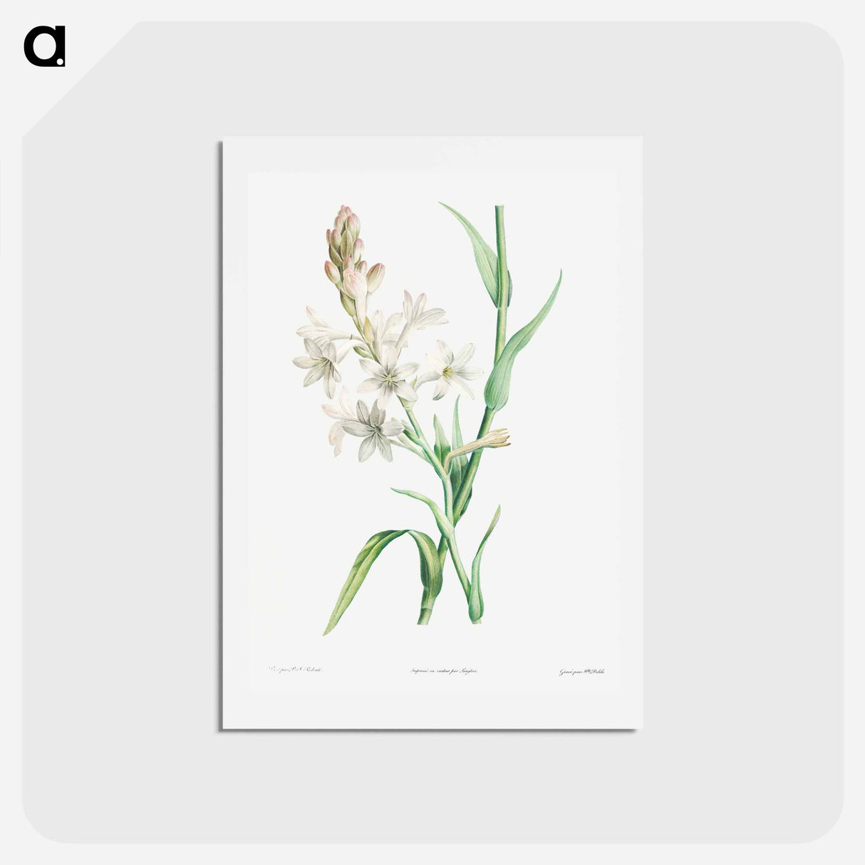 アートポストカード-Tuberose - ピエール ジョゼフ ルドゥーテ Postcard.