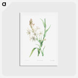 アートポストカード-Tuberose - ピエール ジョゼフ ルドゥーテ Postcard.