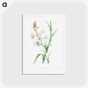 アートポストカード-Tuberose - ピエール ジョゼフ ルドゥーテ Postcard.
