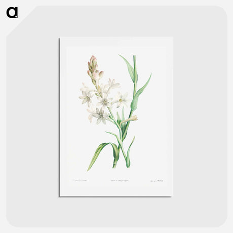 アートポストカード-Tuberose - ピエール ジョゼフ ルドゥーテ Postcard.