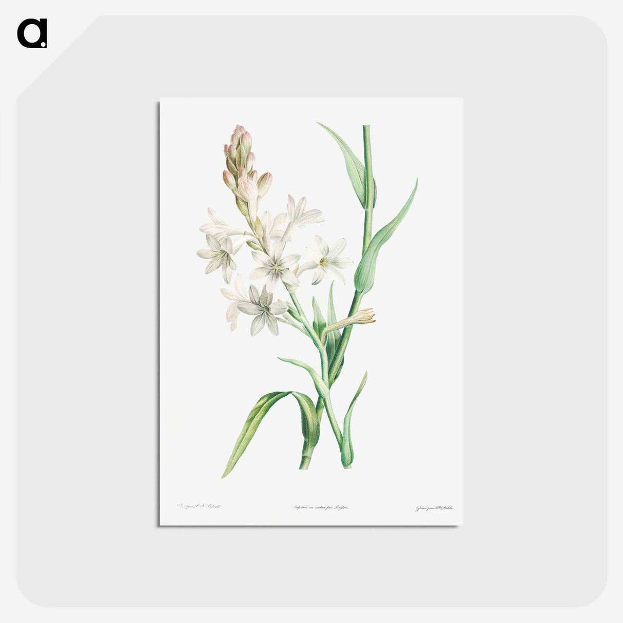 アートポストカード-Tuberose - ピエール ジョゼフ ルドゥーテ Postcard.