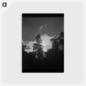アートポストカード-Shasta County Trees
 - ラッセル リー Postcard.