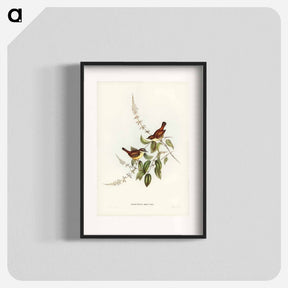アートポスター-White-fronted Sericornis
 - オーストラリアの鳥 Poster.