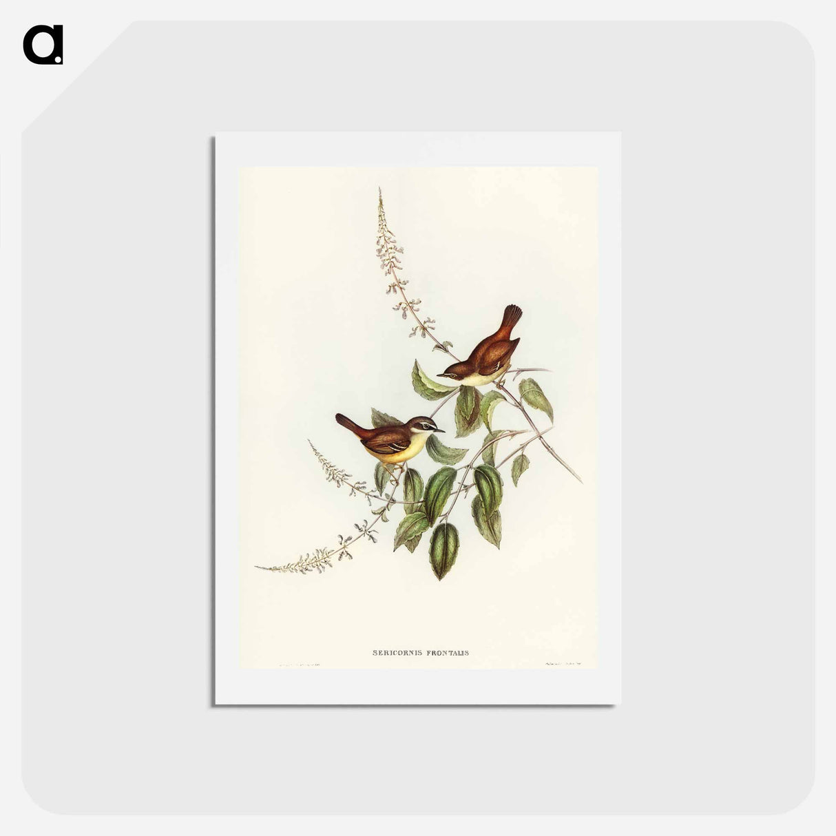 アートポストカード-White-fronted Sericornis
 - オーストラリアの鳥 Postcard.