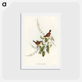 アートポストカード-White-fronted Sericornis
 - オーストラリアの鳥 Postcard.