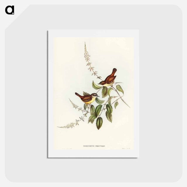 アートポストカード-White-fronted Sericornis
 - オーストラリアの鳥 Postcard.