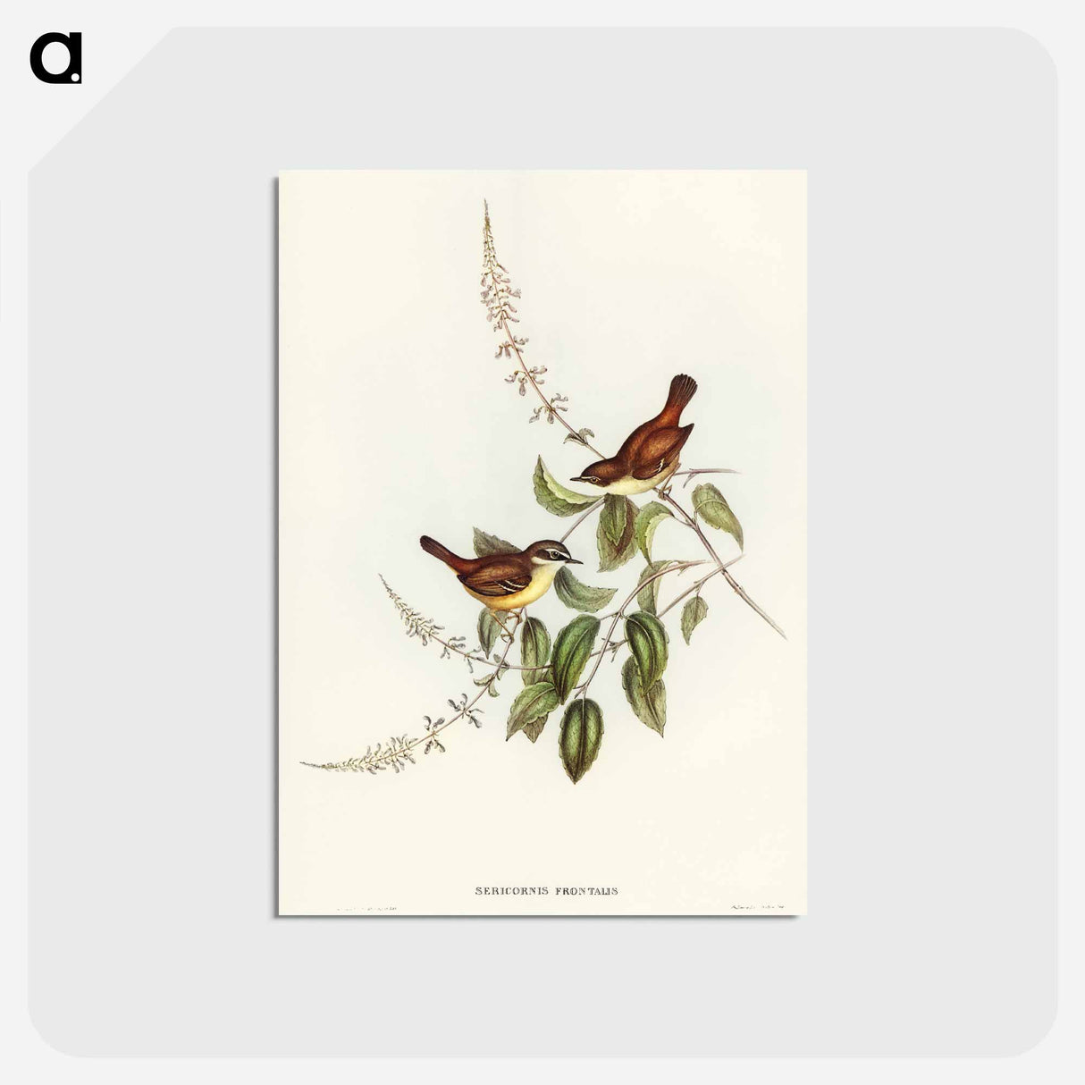 アートポストカード-White-fronted Sericornis
 - オーストラリアの鳥 Postcard.