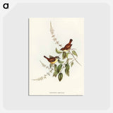 アートポストカード-White-fronted Sericornis
 - オーストラリアの鳥 Postcard.