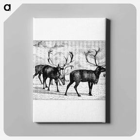 アートパネル-Reindeers from Nimrod In The North
 - 大英図書館 Canvas.