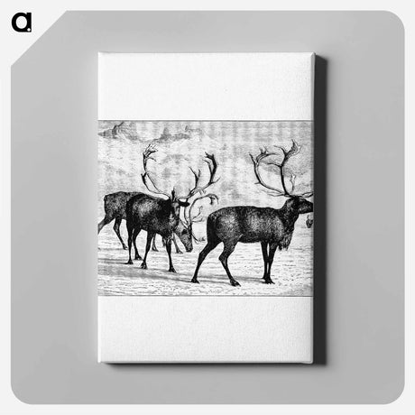 アートパネル-Reindeers from Nimrod In The North
 - 大英図書館 Canvas.