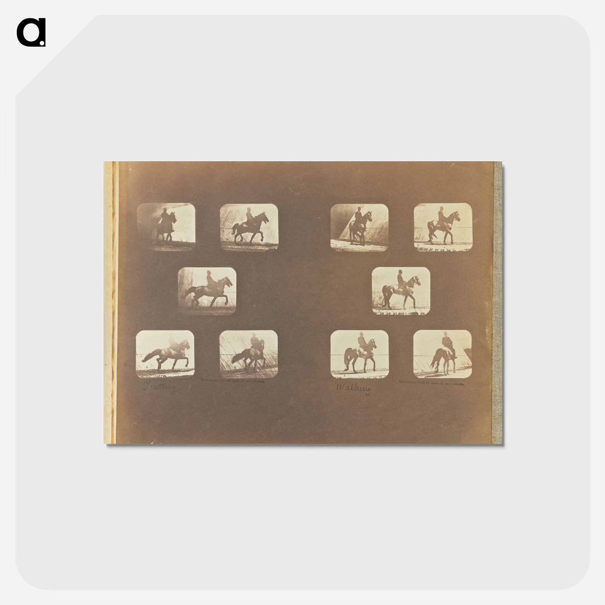 アートポストカード-Trotting. Walking
 - エドワード マイブリッジ Postcard.