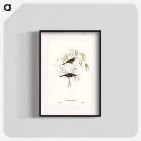 アートポスター-Graceful Honey-eater
 - ジョン グールド Poster.