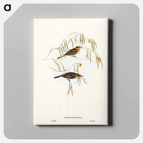 アートパネル-Graceful Honey-eater
 - ジョン グールド Canvas.