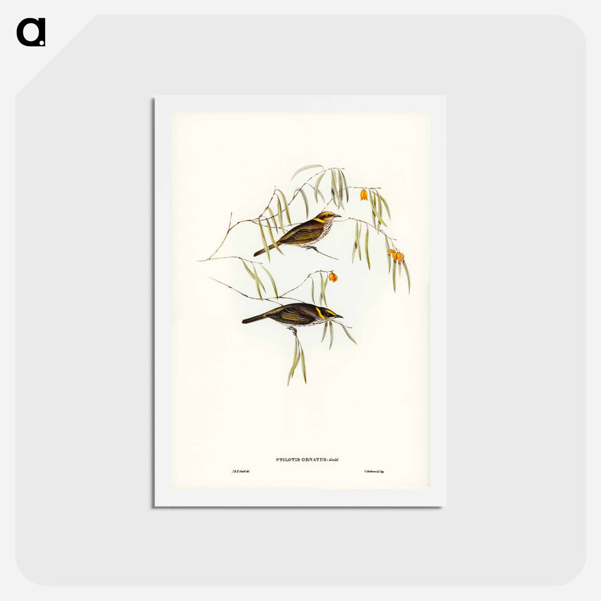 アートポストカード-Graceful Honey-eater
 - ジョン グールド Postcard.