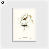 アートポストカード-Graceful Honey-eater
 - ジョン グールド Postcard.