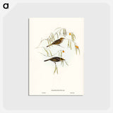 アートポストカード-Graceful Honey-eater
 - ジョン グールド Postcard.