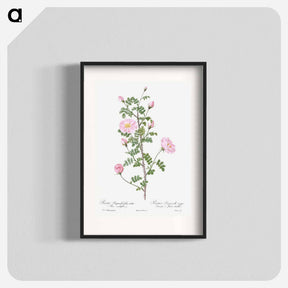 アートポスター-Double Pink Scotch Briar - ピエール ジョゼフ ルドゥーテ Poster.