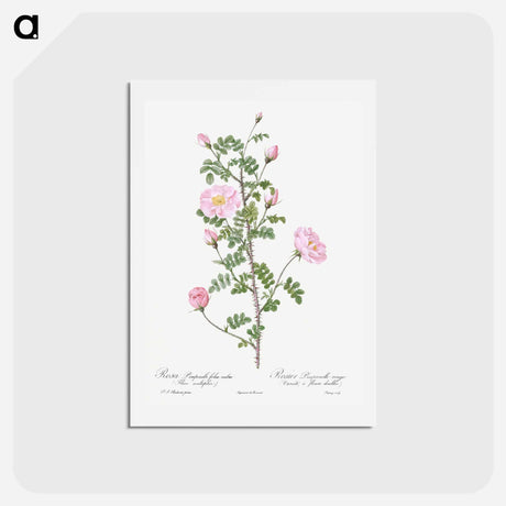 アートポストカード-Double Pink Scotch Briar - ピエール ジョゼフ ルドゥーテ Postcard.