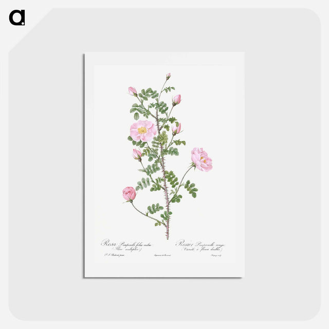 アートポストカード-Double Pink Scotch Briar - ピエール ジョゼフ ルドゥーテ Postcard.