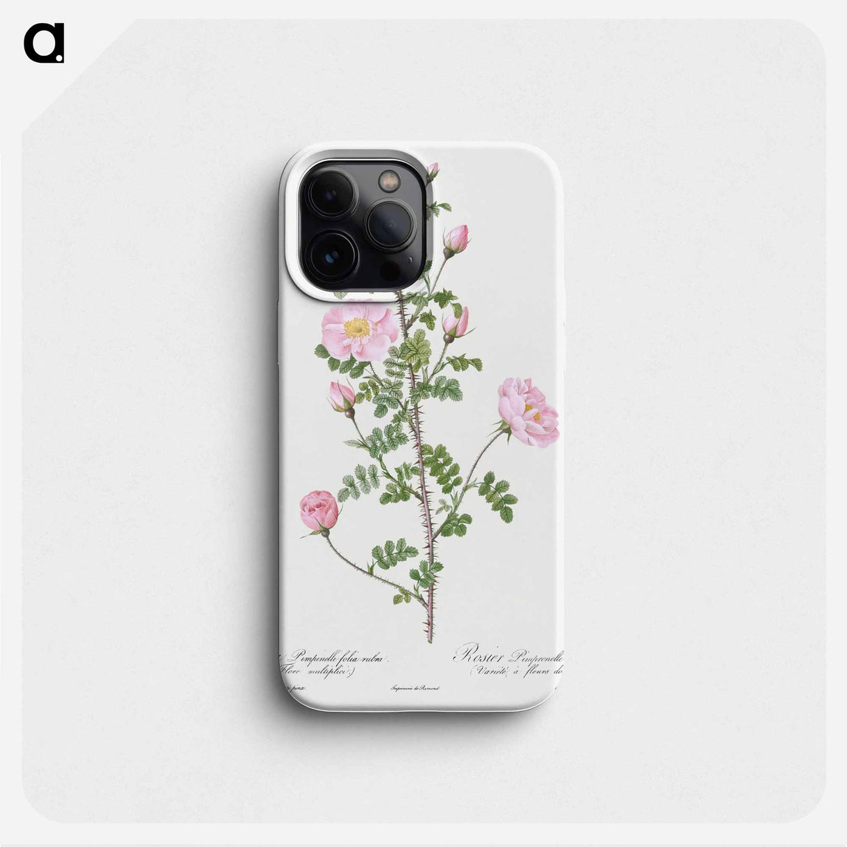 Double Pink Scotch Briar - ピエール ジョゼフ ルドゥーテ Phone Case.
