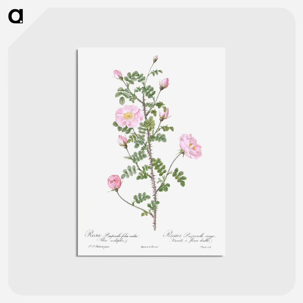 アートポストカード-Double Pink Scotch Briar - ピエール ジョゼフ ルドゥーテ Postcard.