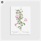 アートポストカード-Double Pink Scotch Briar - ピエール ジョゼフ ルドゥーテ Postcard.