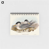 アートメモ帳-Torres' Straits' Tern
 - オーストラリアの鳥 Memo.