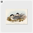 アートポストカード-Torres' Straits' Tern
 - オーストラリアの鳥 Postcard.