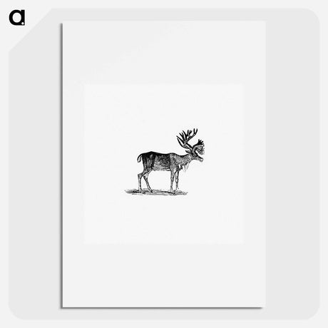 アートポスター-Reindeer Illustration
 - 大英図書館 Poster.