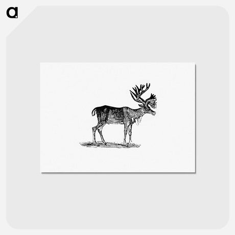 アートポストカード-Reindeer Illustration
 - 大英図書館 Postcard.
