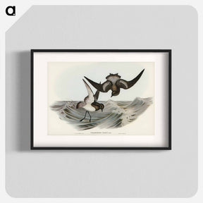 アートポスター-Grey-backed Storm Petrel
 - ジョン グールド Poster.