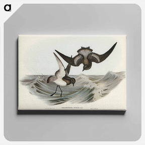 アートパネル-Grey-backed Storm Petrel
 - ジョン グールド Canvas.