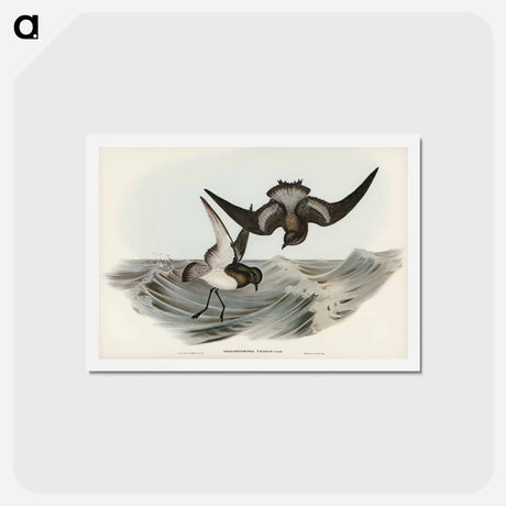 アートポストカード-Grey-backed Storm Petrel
 - ジョン グールド Postcard.