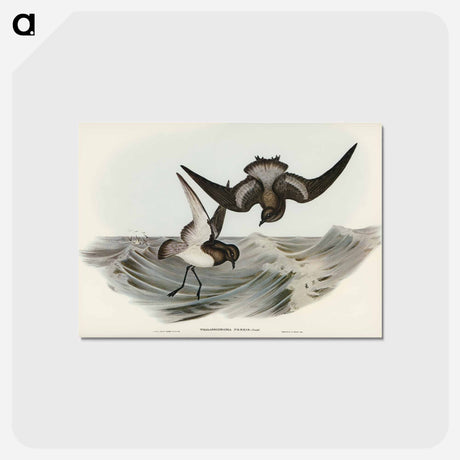 アートポストカード-Grey-backed Storm Petrel
 - ジョン グールド Postcard.