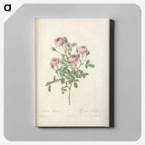 5-72_Pierre-Joseph-Redoute_canvas
