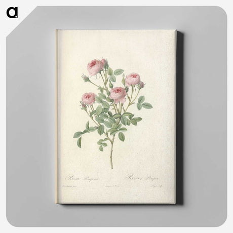 5-72_Pierre-Joseph-Redoute_canvas