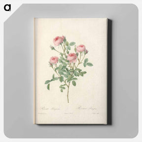 アートパネル-Rose illustration - ピエール ジョゼフ ルドゥーテ Canvas.