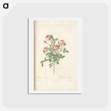 アートポストカード-Rose illustration - ピエール ジョゼフ ルドゥーテ Postcard.