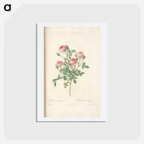 アートポストカード-Rose illustration - ピエール ジョゼフ ルドゥーテ Postcard.